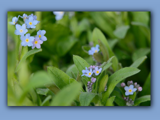 wood forget-me-not.jpg